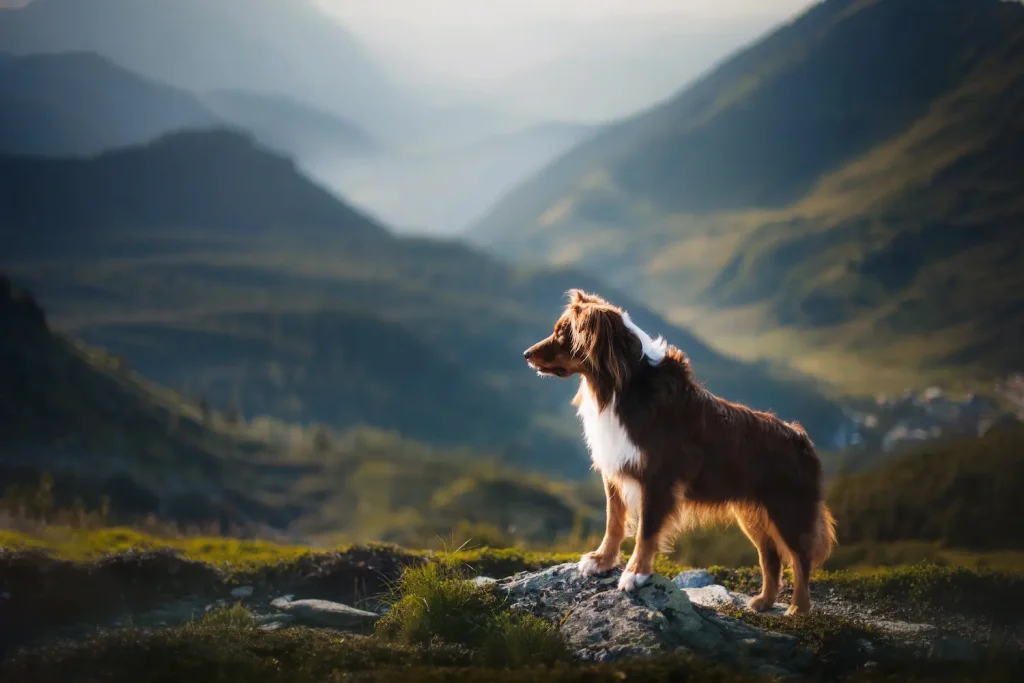 chiens en randonnée