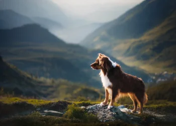 chiens en randonnée