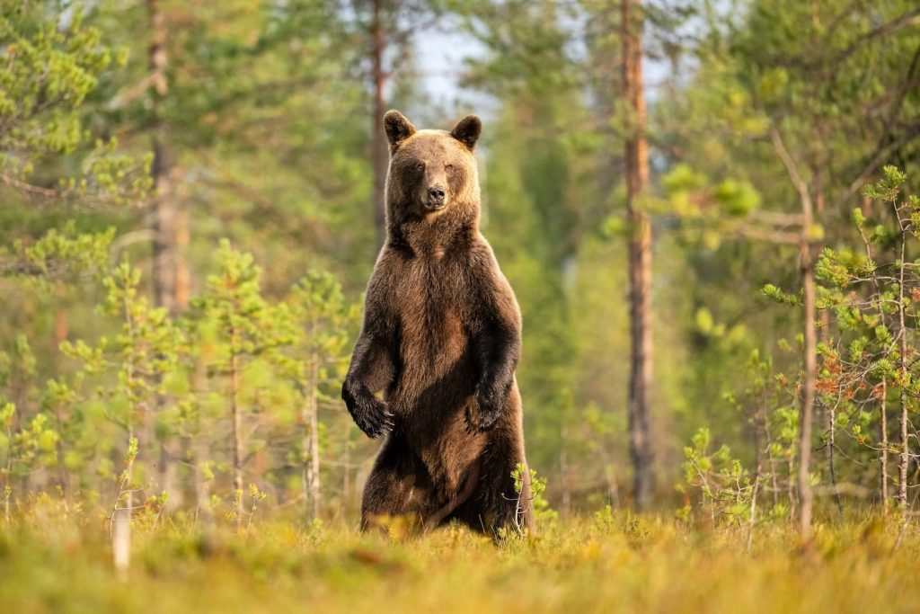 coucou c'est l'ours