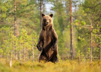 coucou c'est l'ours