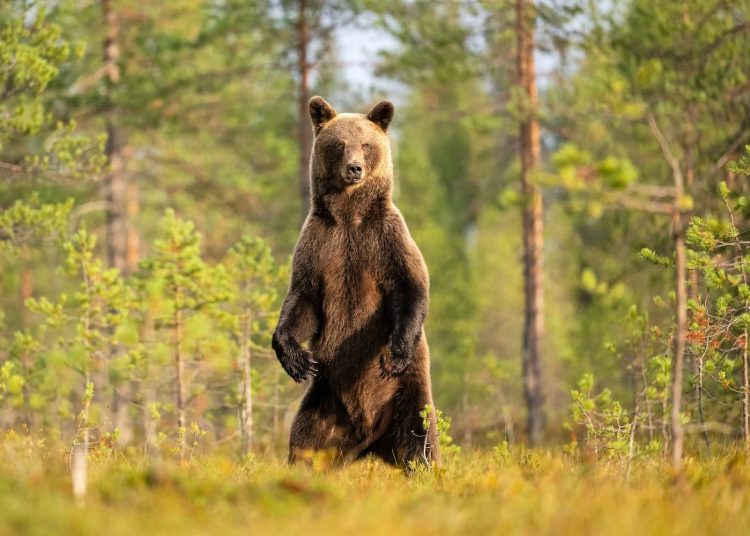 coucou c'est l'ours