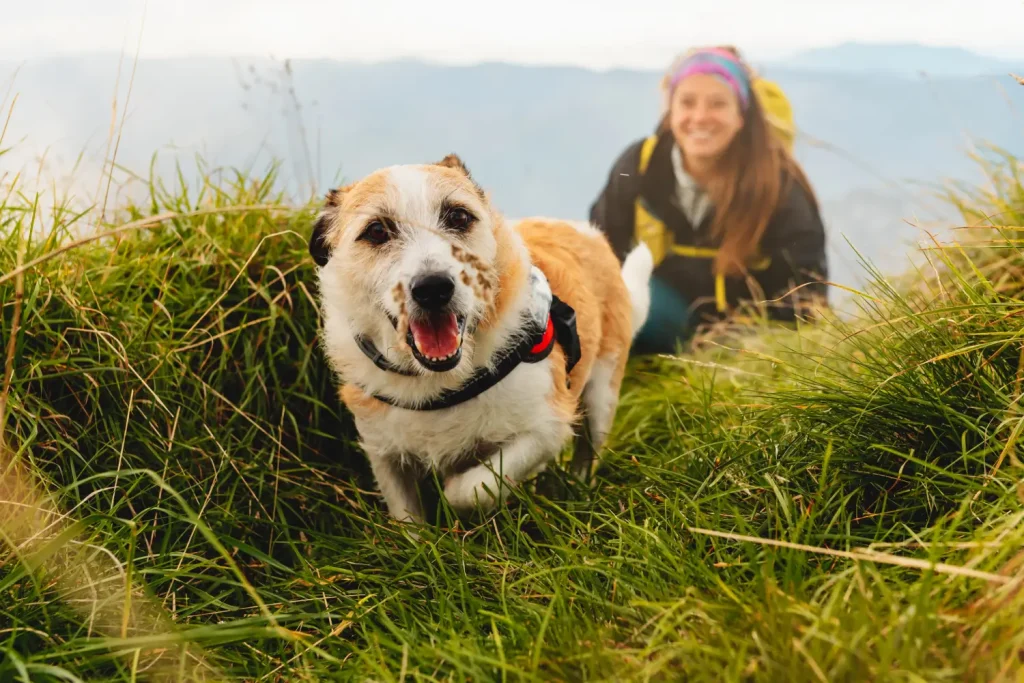 meilleurs chiens de longue randonnée