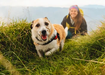 meilleurs chiens de longue randonnée