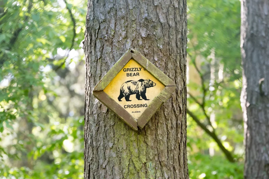 ours ou grizzly