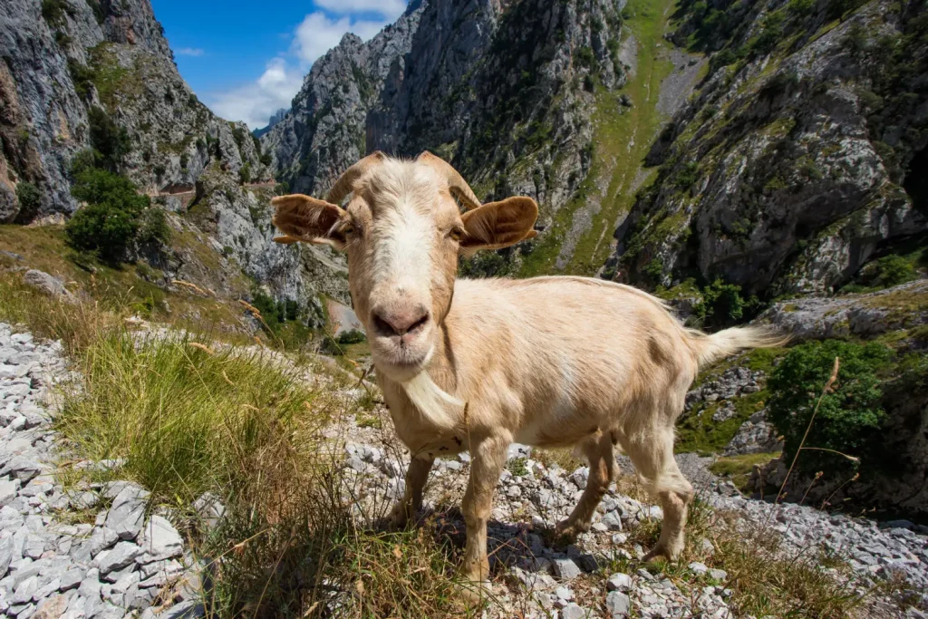 chevre en montagne