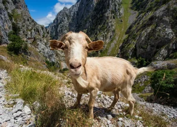 chevre en montagne