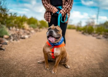 chiens en camping