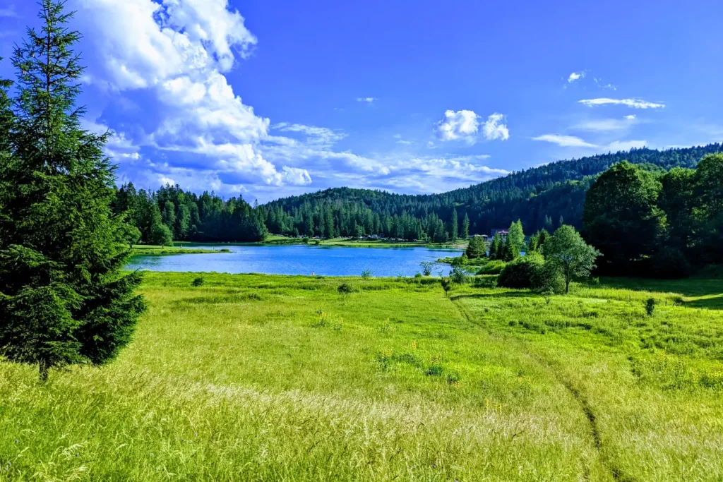 lac genin