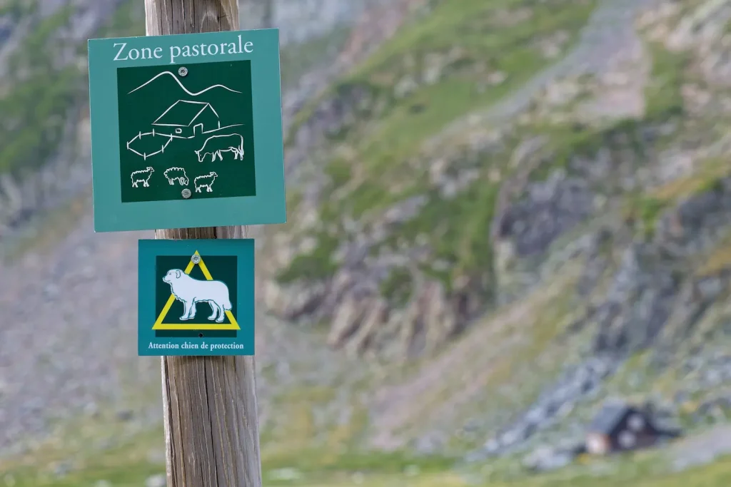 patous dans le jura