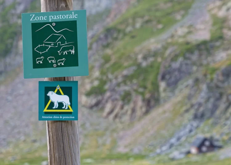 patous dans le jura