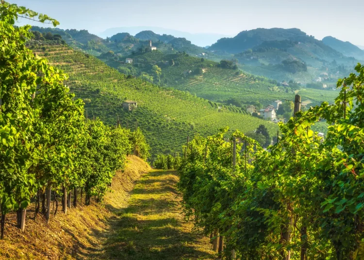 collines proscesco