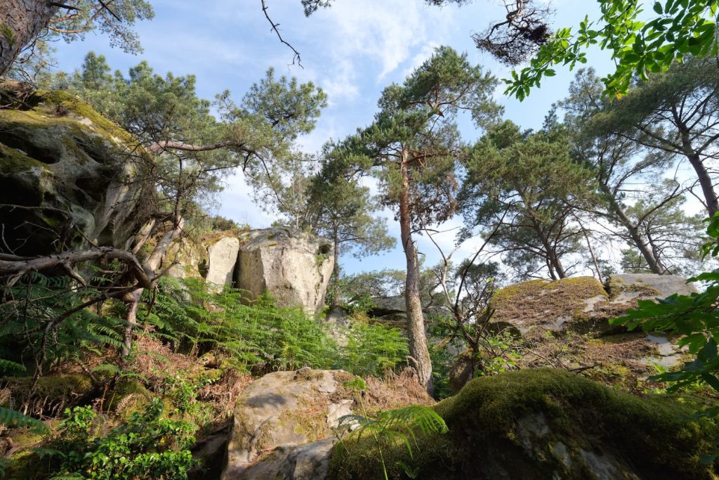 foret