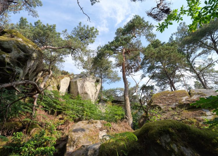 foret