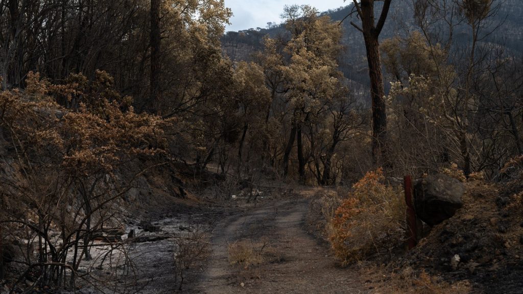 Sentier traversant une forêt brûlée après un incendie