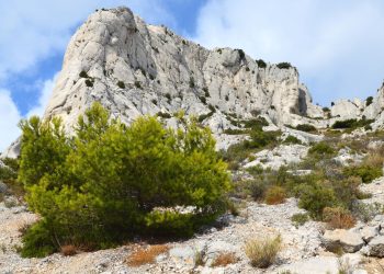 Formation calcaire blanche entourée de végétation méditerranéenne