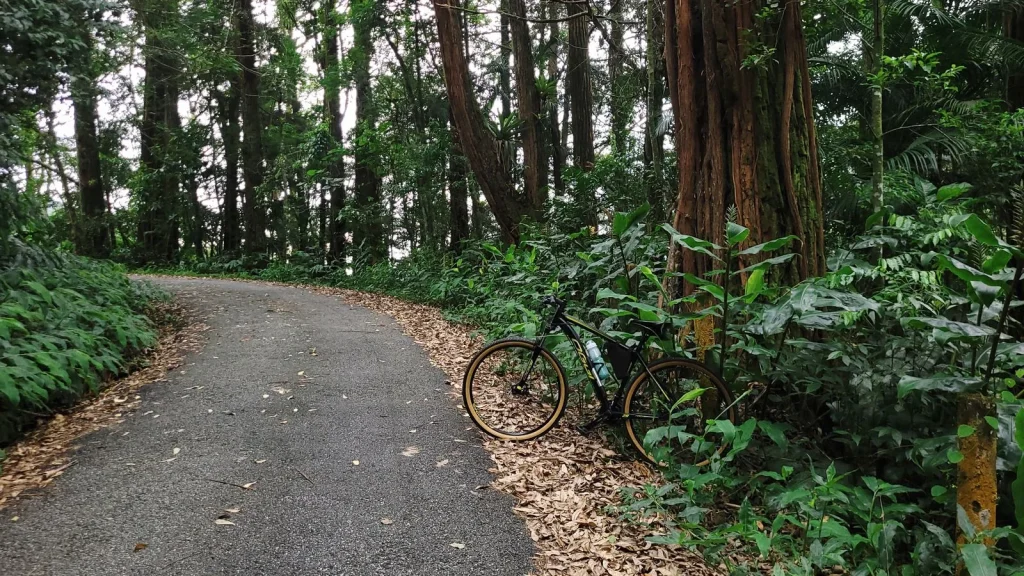 Vélo sur route forestière pour illustrer une longue sortie de cyclotourisme