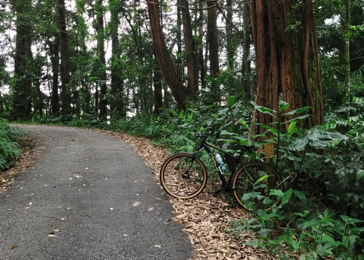 Vélo sur route forestière pour illustrer une longue sortie de cyclotourisme
