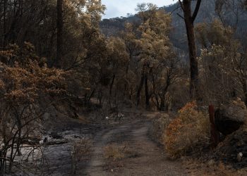 Chemin traversant une forêt brûlée après un incendie