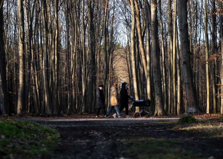 Famille avec poussette sur un chemin forestier