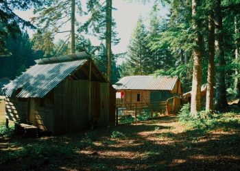 Hébergements de vacances en bois au milieu des arbres