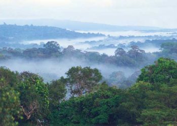 Ce sentier de Guyane cache un oiseau orange presque irréel que peu de randonneurs ont déjà vu