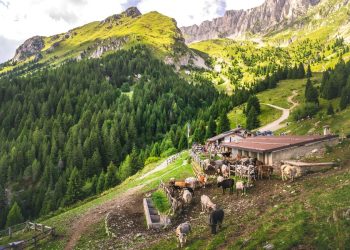 Bivouac en montagne : éleveurs et bergers sifflent la fin de l’anarchie