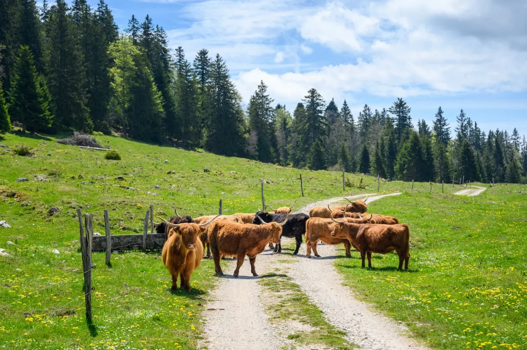 trail jura