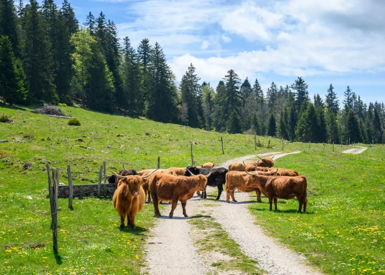trail jura