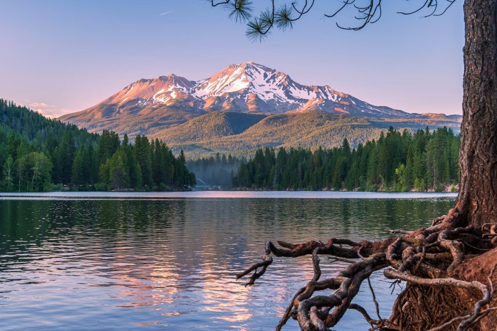 Shasta