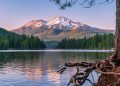 Shasta