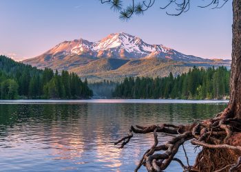 Shasta