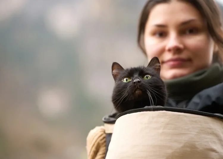 chat sauvage rando