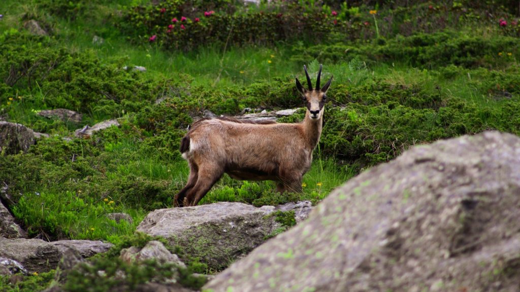 On croit que les chamois s'habituent aux randonneurs. Ils changent surtout d'heures
