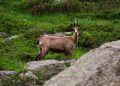 On croit que les chamois s'habituent aux randonneurs. Ils changent surtout d'heures