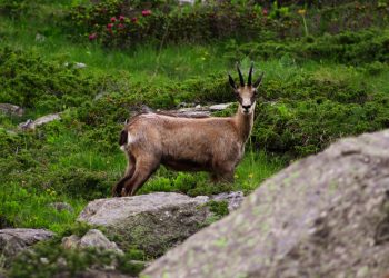 On croit que les chamois s'habituent aux randonneurs. Ils changent surtout d'heures