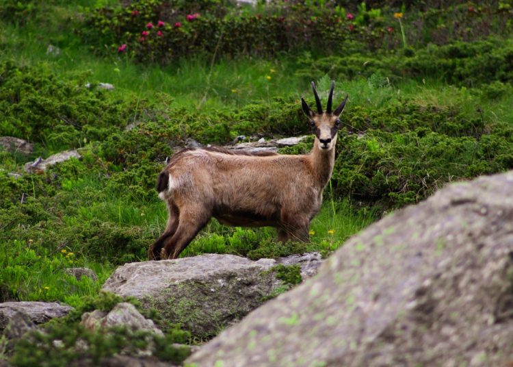 On croit que les chamois s'habituent aux randonneurs. Ils changent surtout d'heures