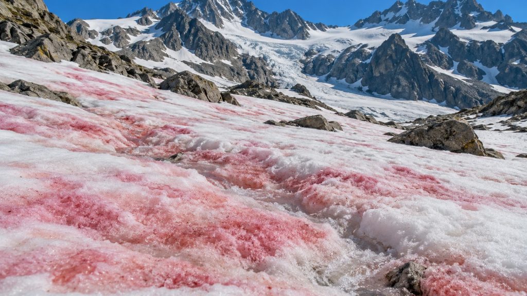 La neige rouge se réchauffe elle-même — et le rouge n'est pas une espèce