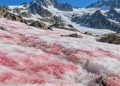 La neige rouge se réchauffe elle-même — et le rouge n'est pas une espèce