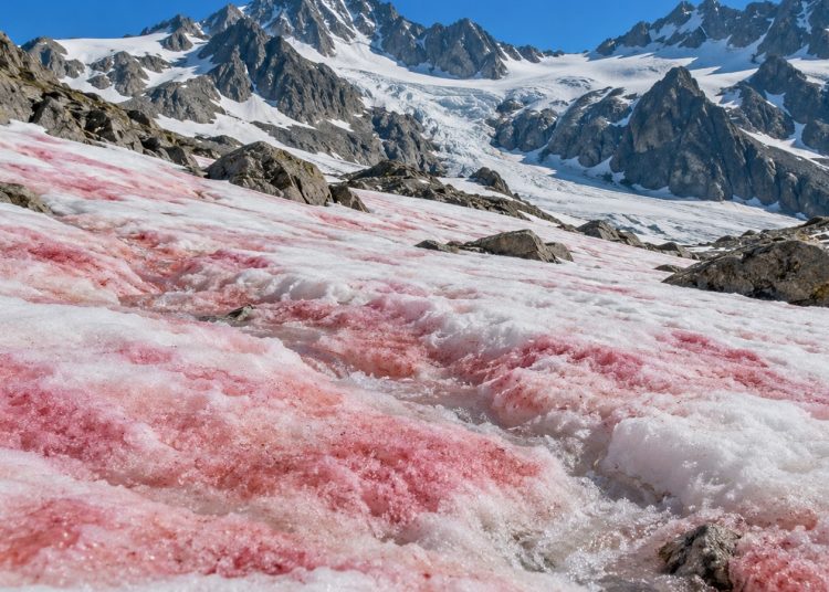 La neige rouge se réchauffe elle-même — et le rouge n'est pas une espèce