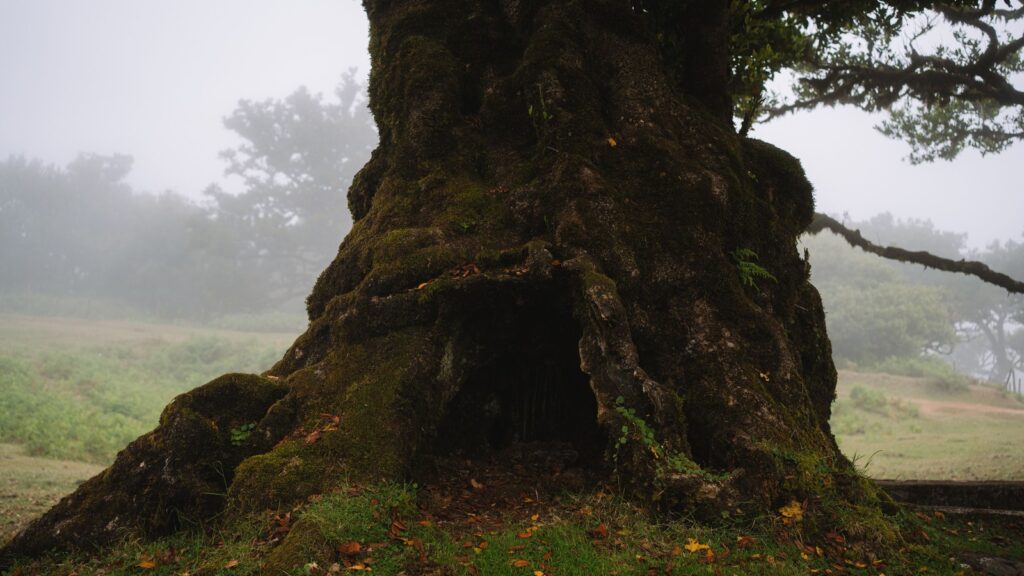 Tronc creux massif et moussu d'un arbre très ancien, dans une forêt brumeuse