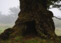 Tronc creux massif et moussu d'un arbre très ancien, dans une forêt brumeuse
