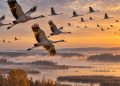Vol de grues cendrées au lever du jour, cou tendu et longues pattes traînantes, brume au-dessus d'un lac bordé de roselières et de forêts d'automne