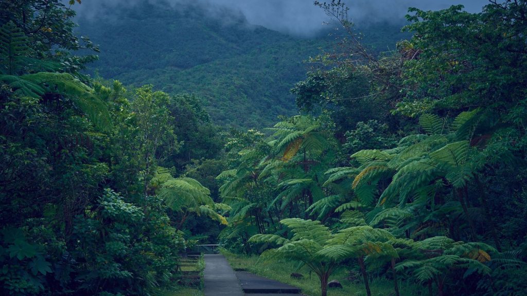 Sentier traversant une végétation tropicale dense et luxuriante