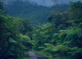 Sentier traversant une végétation tropicale dense et luxuriante