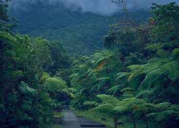 Sentier traversant une végétation tropicale dense et luxuriante