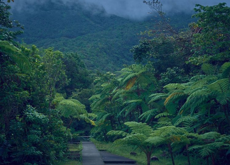 Sentier traversant une végétation tropicale dense et luxuriante