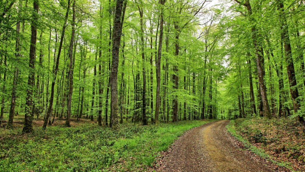 Chemin forestier de sous-bois feuillu en Normandie, entre hêtres et chênes