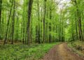 Chemin forestier de sous-bois feuillu en Normandie, entre hêtres et chênes
