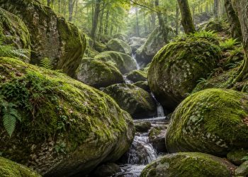 Pourquoi cette forêt bretonne est pleine de rochers, et pourquoi sa légende est un plagiat documenté ?